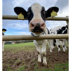 COW