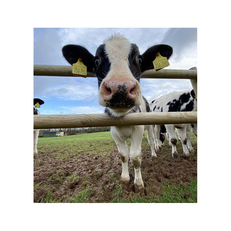 COW