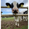COW