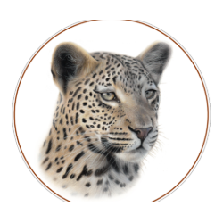 BIG CATS