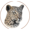 BIG CATS
