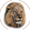 BIG CATS