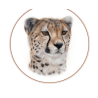 BIG CATS